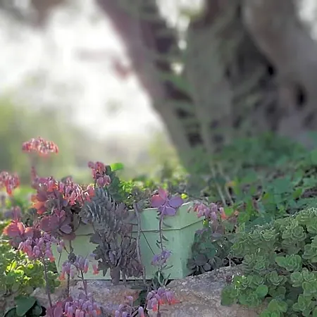 Tranberg Bed & Breakfast Ferreiras